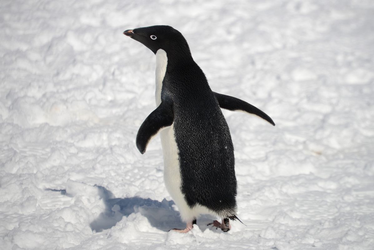 23D Adelie Penguin On Cuverville Island On Quark Expeditions Antarctica Cruise